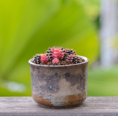 Lophophora williamsii, Cactus or succulents tree in flowerpot on wood striped background