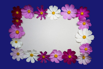 frame of white pink red flowers. multicolored background made of flowers of cosmos