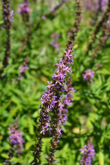 Purple loosestrife