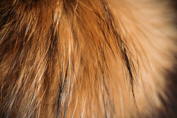 Fox's tail fur close-up. Macro shot. Shallow depth of field.