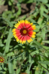 Blanket flower