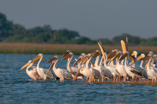 Rosy Pelicans, Pelecanus onocrotalus, Jamnagar, India