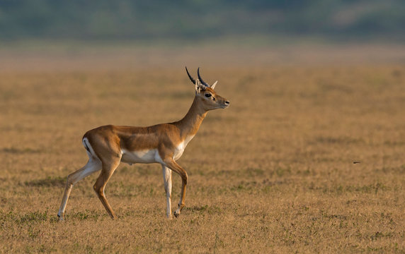 Young blackbuck known as the Indian antelope, Antilope cervicapra. Solapur, India