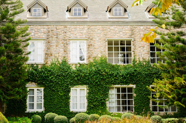 Creeping Fig or Creeping Rubber Fig is  green creeper plant hang on bilding wall