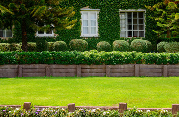 Obraz premium Creeping Rubber Fig is green creeper plant catch on bilding wall in garden around the house