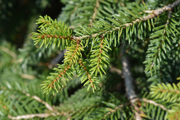 Oriental spruce Aureospicata