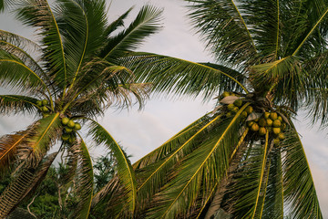 Fototapeta na wymiar Coconut palms in the wild jungle grow on the beach of a tropical island in the Ocean