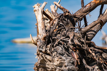 Old snags on a blue background, whimsical and crooked branches on felled dried tree trunks, lie chaotically in the sunlight, on a warm bright day.