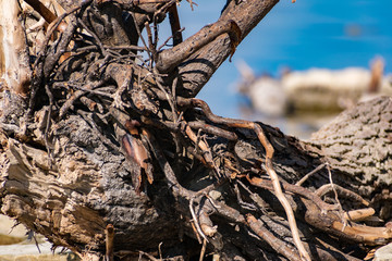 Old snags on a blue background, whimsical and crooked branches on felled dried tree trunks, lie chaotically in the sunlight, on a warm bright day.