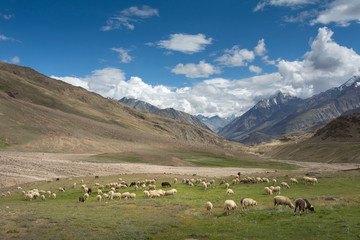 Sheep grazing, Chandrataal, Spiti, Himachal Pradesh, India