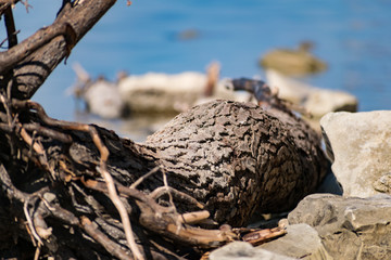 Old snags on a blue background, whimsical and crooked branches on felled dried tree trunks, lie...