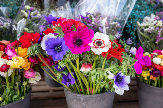 Beautiful Anemone coronaria flowers in blue, purple, white, red colors in the flowers shop.