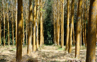 a forest with yellow trees in a row