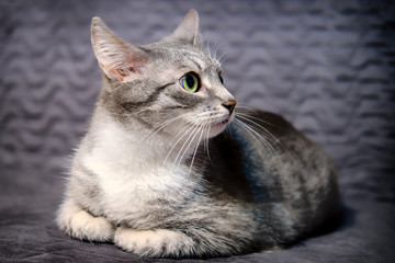 Fototapeta na wymiar Gray cat pricked up ears and listens scaredly