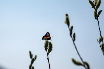 butterfly on flower
