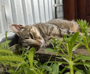 Resting Garden Cat