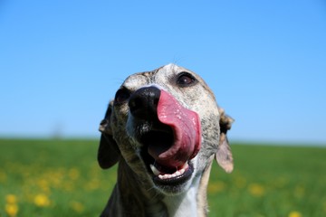 close up of a funny whippet with tonge out in the garden
