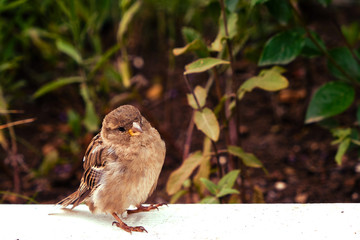 Little sparrow of beige color, close up