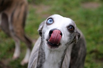 close up of a funny whippet with tonge out in the garden