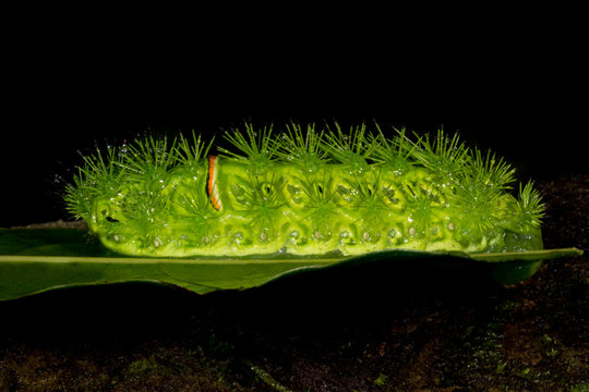 Slug Moth caterpillar, Amboli, India