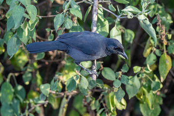 The laud duet of this species was sometimes alarming. Lake Baringo, Kenya.