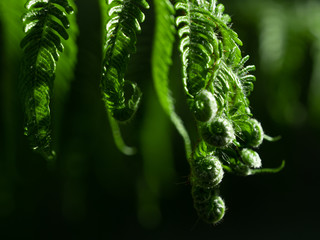 シダ植物の新芽　日本　春