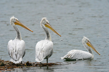 Dalmatian pelican (Pelecanus crispus) Wildlife in natural habitat
