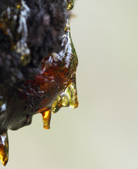 Beautiful smooth resin on apricot bark