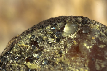 Golden yellow pine resin