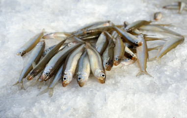 A bunch of smelt fish on the white ice.  A close up of the fishes smelt on a background of white...