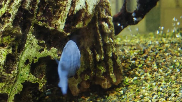 Underwater footage of tropical fish. Tropical cichlids in aquarium. 