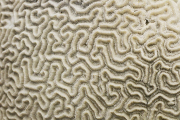 old coral fossil texture