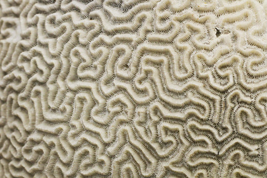 old coral fossil texture