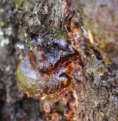 Resin on apricot tree