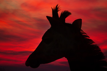 Giraffe Animal Silhouette with Sunset Sky on Background