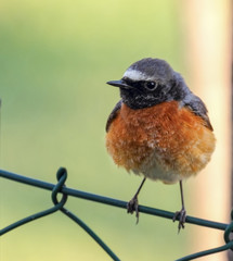 Songbird ,Nightingale on a wire fence