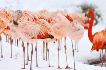 Flamingo Birds on Snow - Animals in Winter