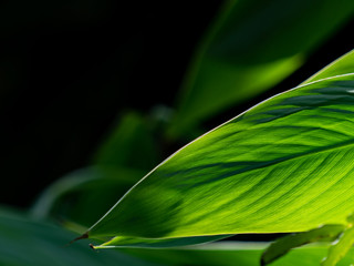 緑の大きな葉