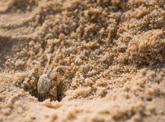 Crab on Karon Beach in Thailand, Phuket. Digs a mink in the sand