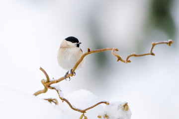 Willow tit perching on a branch