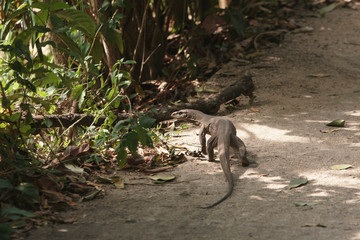 Wild monitor lizard walks on a path way in a jungle of Sri Lankad