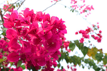 Pink Bougainvillea flower in garden