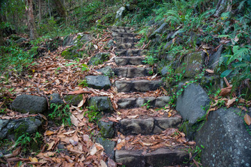 Stone stairs littered with dry leaves. Hiking in a forest