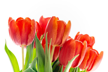 Red tulips bouquet sprinkled, close up on white background with copy space