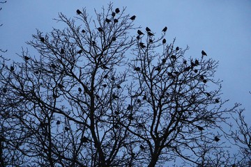 Flock of birds flies over a tree in the dark