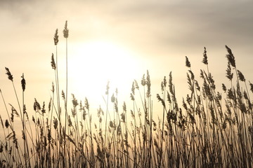 Fototapeta premium wheat 