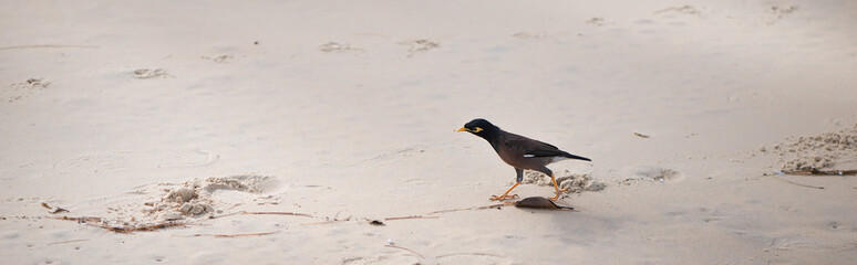 Wildlife. Common myna bird walks on the sand at Karon Beach in Thailand