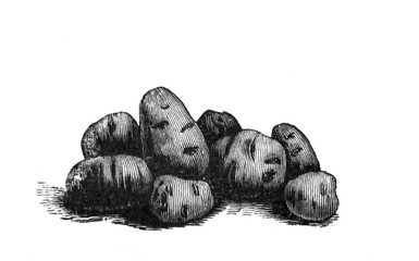 Potato (Solanum tuberosum) - Antique engraved illustration from Brockhaus Konversations-Lexikon 1908