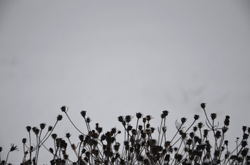 Abstract background. Plants on a light background. Close up with soft focus, beautiful details of nature.