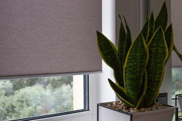 Automatic roller blinds on the window. A houseplant in a modern pot stands on the bedside wooden table next to an automatic roller shades. Motorized roller blinds are made from texture material.